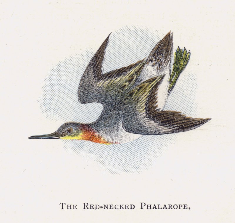 Den rødhalsede Phalarope av Alexander Francis Lydon