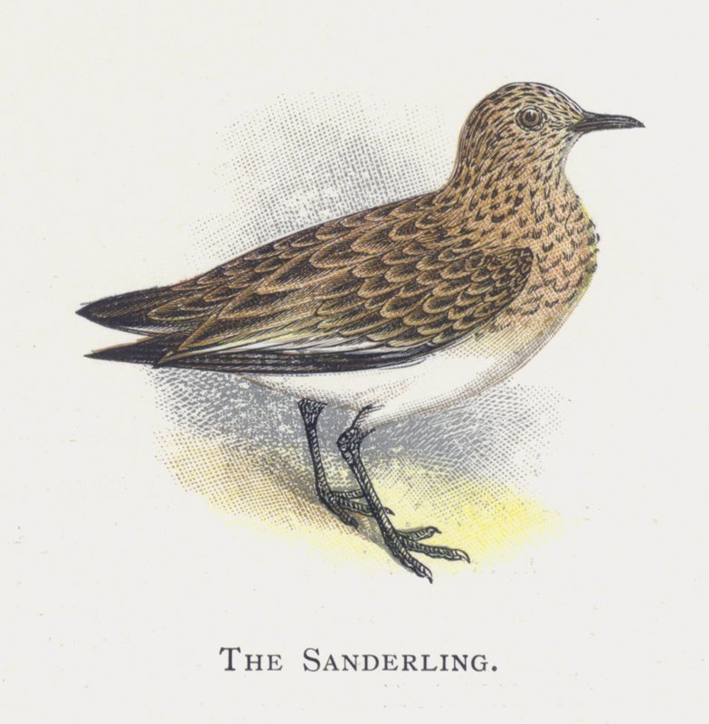 Sanderlingen av Alexander Francis Lydon