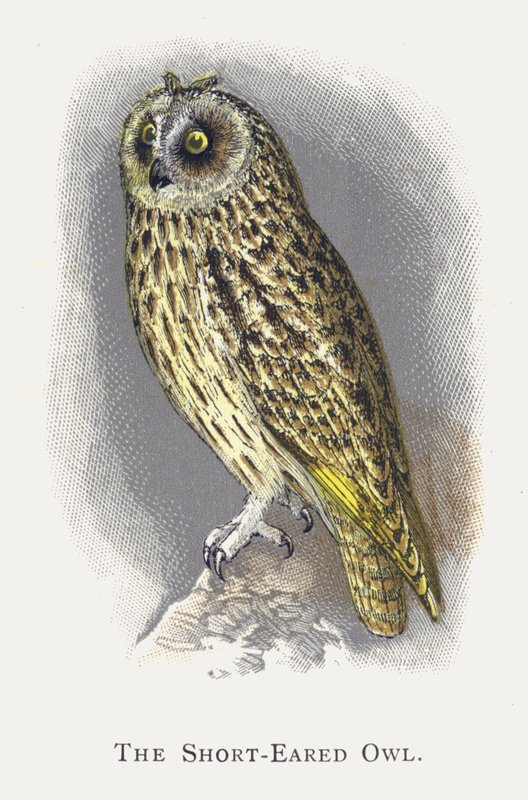Kortøret ugle av Alexander Francis Lydon