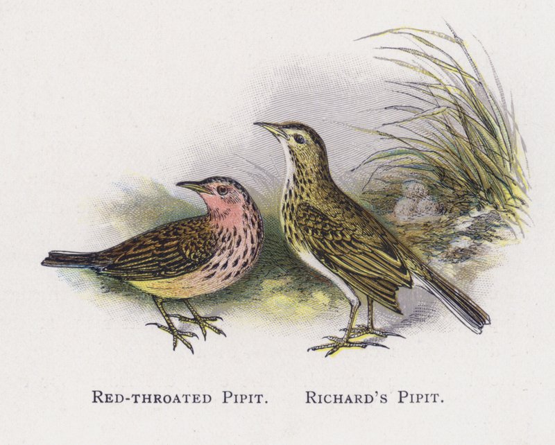 Rødstrupepiper, Richards Piper av Alexander Francis Lydon
