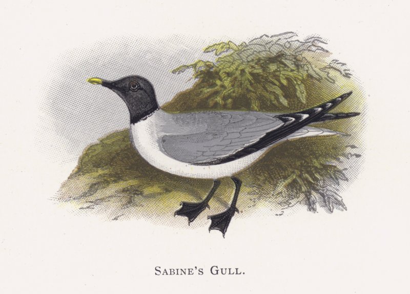 Sabines Gull av Alexander Francis Lydon