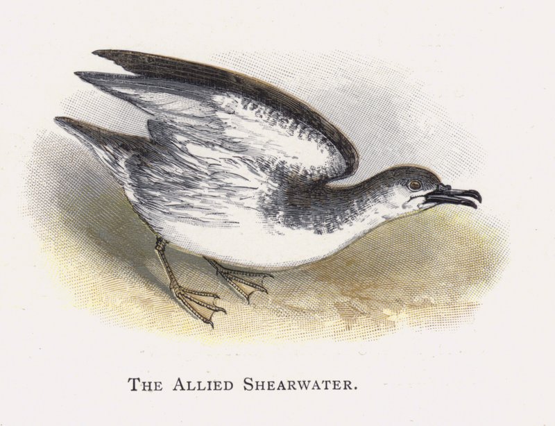 Den allierte Shearwater av Alexander Francis Lydon