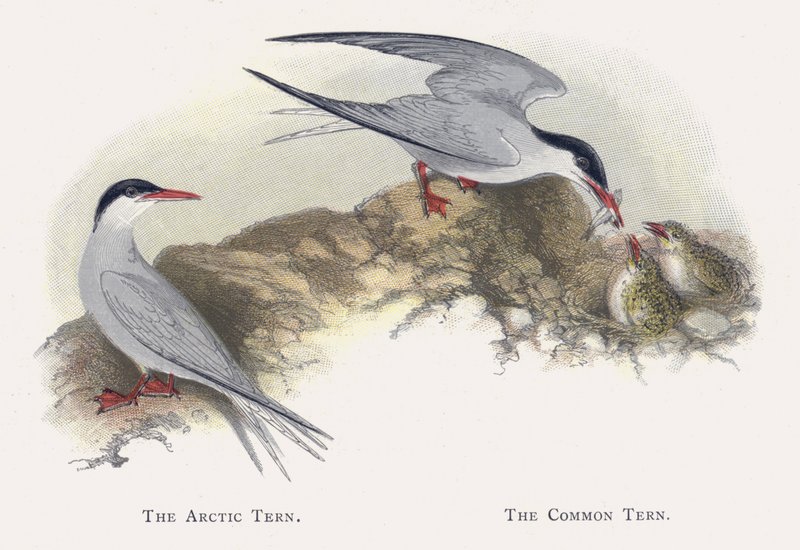 Polartern, vanlig tern av Alexander Francis Lydon