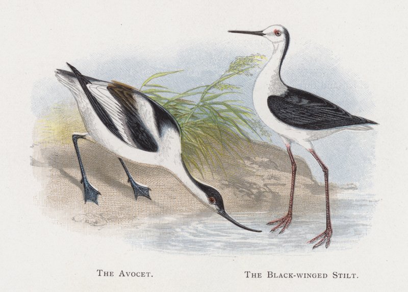 The Avocet, The Black-winged Stilt av Alexander Francis Lydon