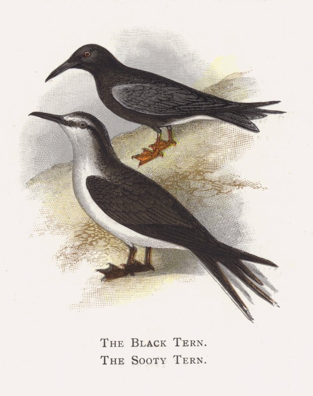 Den svarte tern, den sotede tern av Alexander Francis Lydon