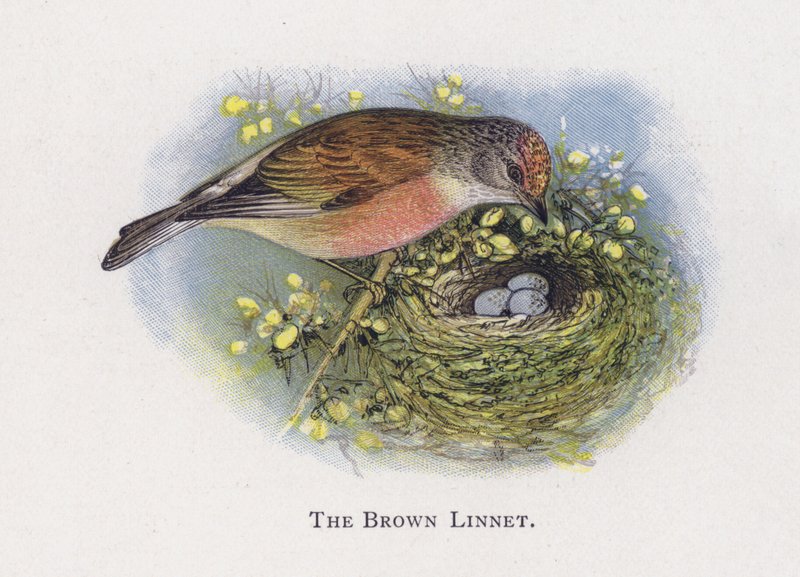 Den brune linnet av Alexander Francis Lydon