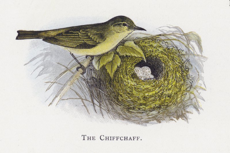 Chiffchaffen av Alexander Francis Lydon