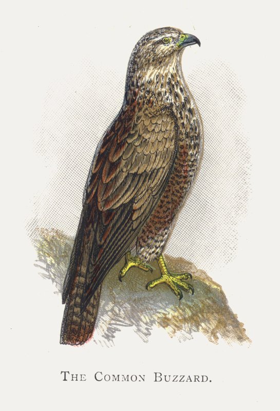 Buzzard av Alexander Francis Lydon