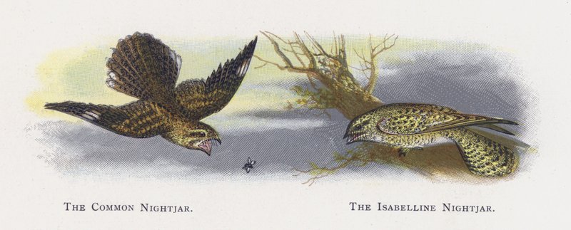 The Common Nightjar, The Isabelline Nightjar av Alexander Francis Lydon