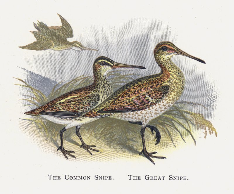 Snipe, Snipe av Alexander Francis Lydon