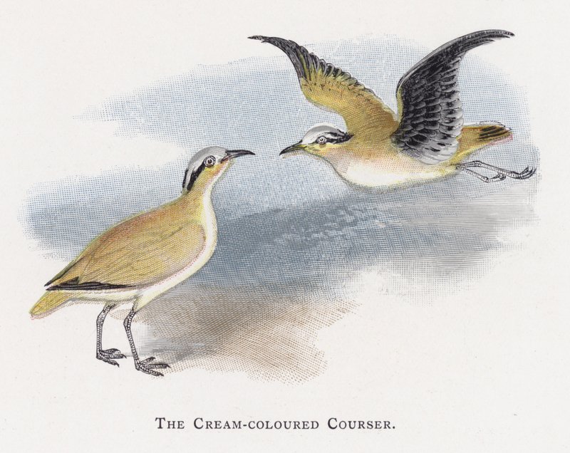 Den kremfargede Courser av Alexander Francis Lydon
