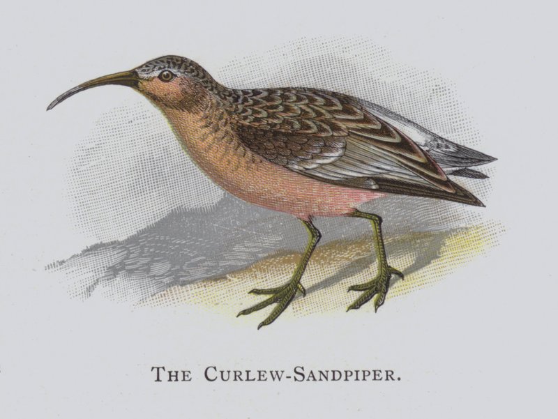 The Curlew-Sandpiper av Alexander Francis Lydon