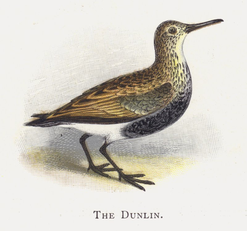 Dunlin av Alexander Francis Lydon