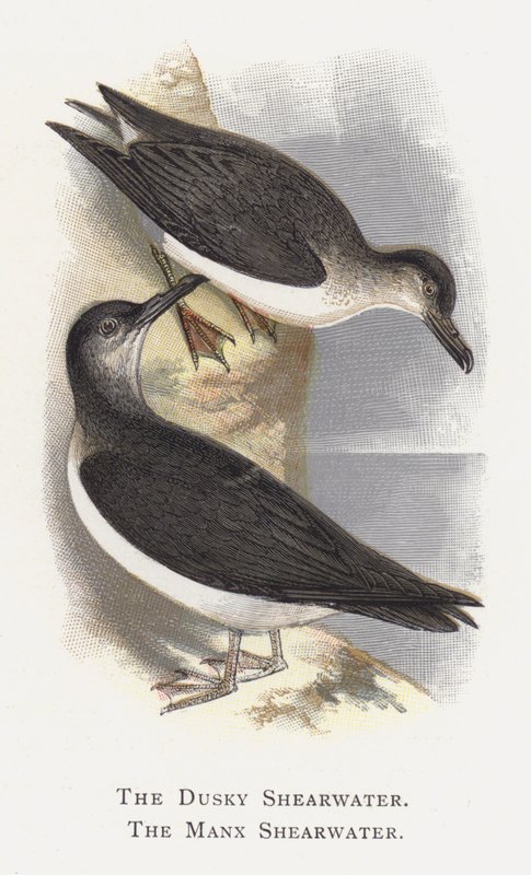 The Dusky Shearwater, The Manx Shearwater av Alexander Francis Lydon