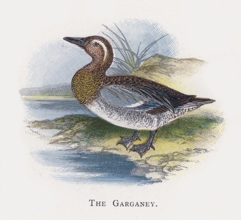 Garganeyen av Alexander Francis Lydon