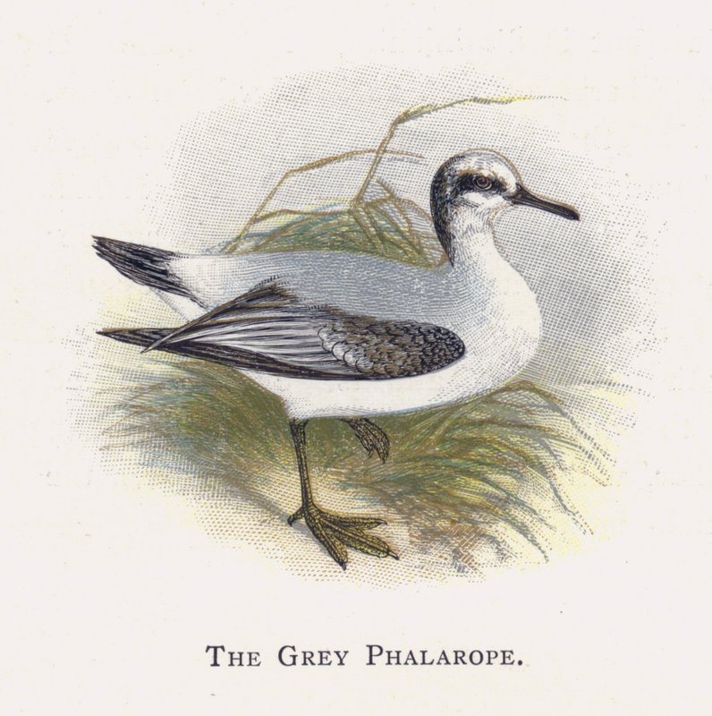 Den grå Phalarope av Alexander Francis Lydon