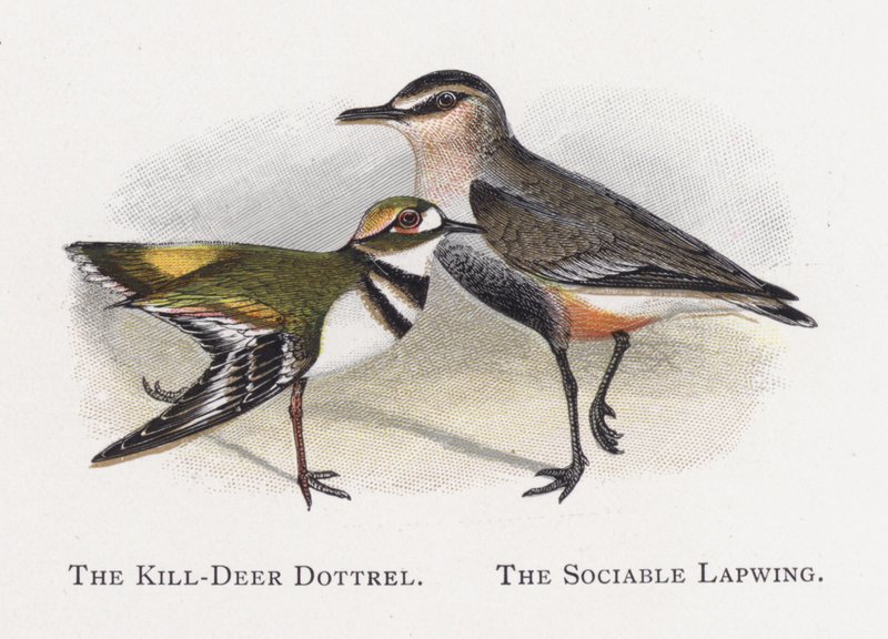 The Killdeer Dotterel, The Sociable Lapwing av Alexander Francis Lydon