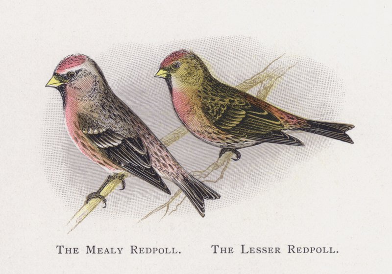 The Mealy Red Poll, The Lesser Red Poll av Alexander Francis Lydon