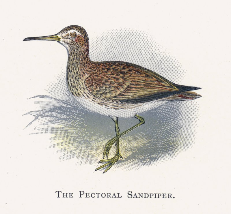 Pectoral Sandpiper av Alexander Francis Lydon