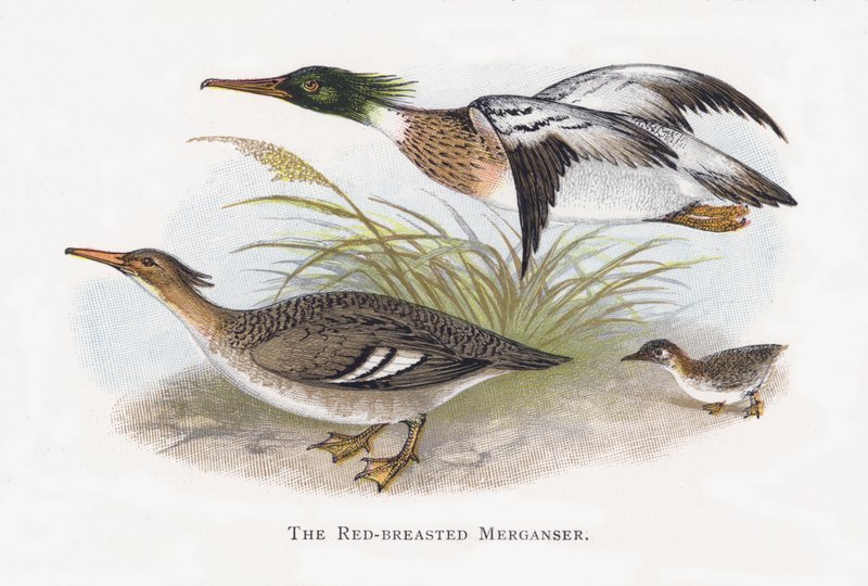 Rødbryst Merganser av Alexander Francis Lydon