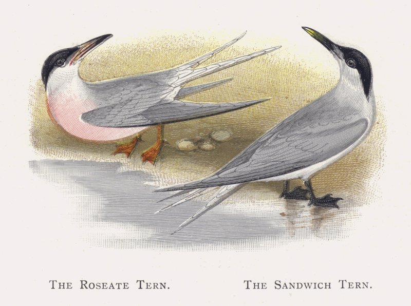 Roseatetern, Sandwichtern av Alexander Francis Lydon