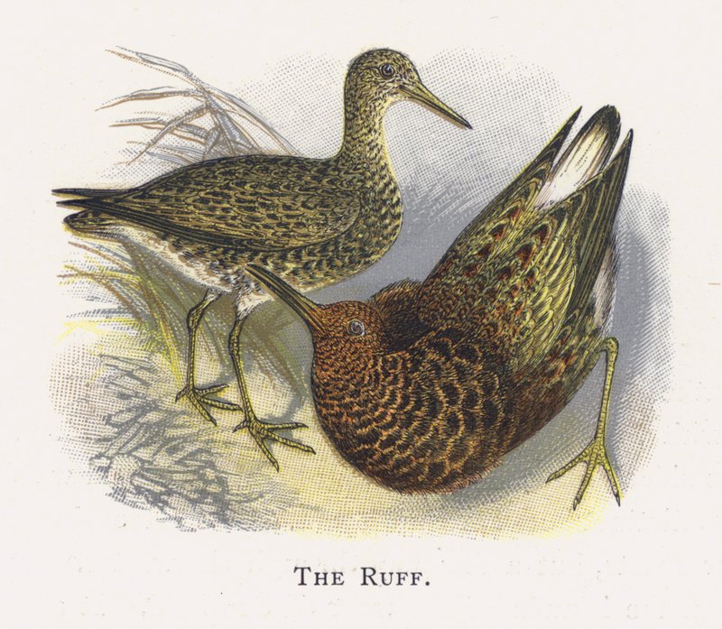 The Ruff av Alexander Francis Lydon
