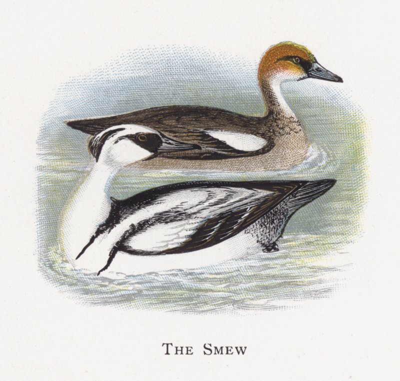 The Smew av Alexander Francis Lydon