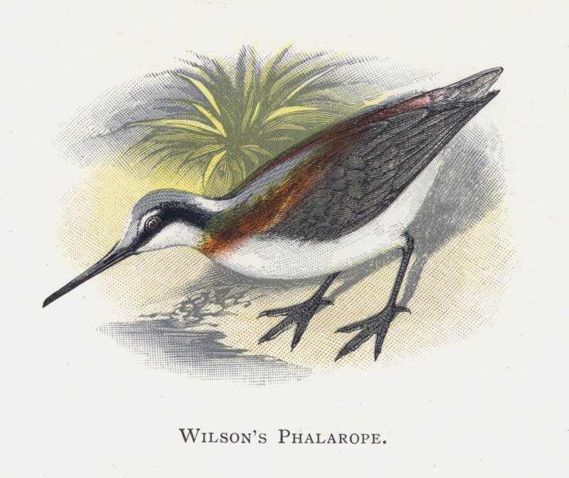 Wilsons Phalarope av Alexander Francis Lydon
