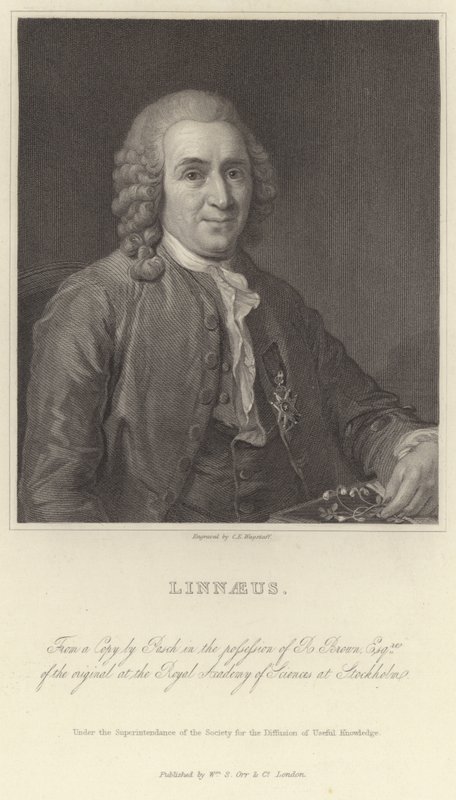 Linné av Alexander Roslin