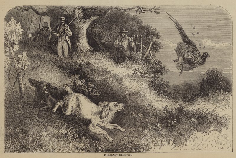 Fasanskyting av Alfred Courbould