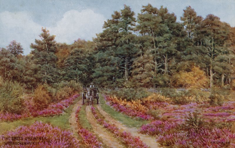 Furutrær og lyng nær Brockenhurst av Alfred Robert Quinton