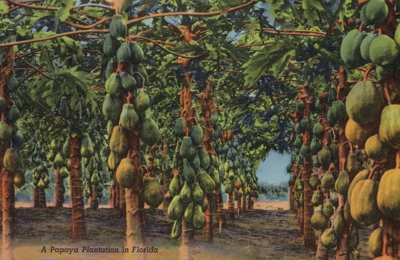 Papaya plantasje, Florida (bilde) av American Photographer (after)