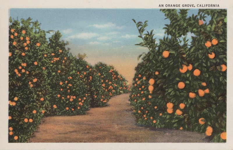 En appelsinlund, California av American Photographer