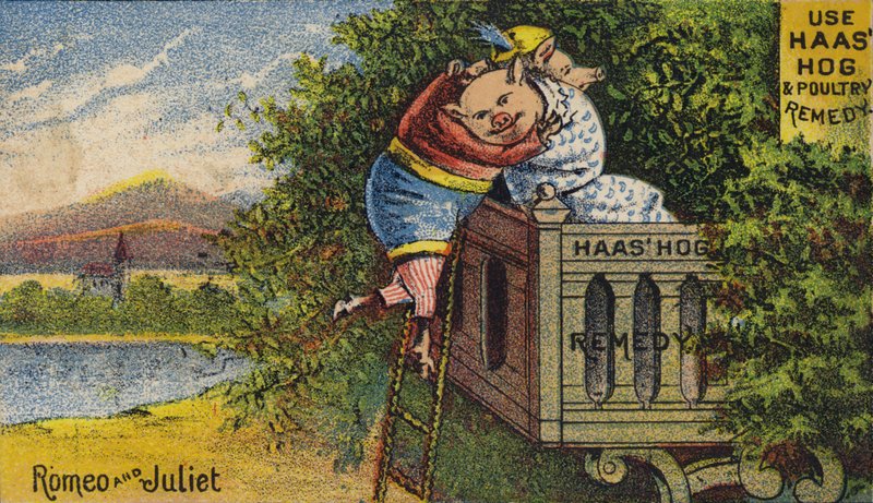 Hog føler seg uvel av American School