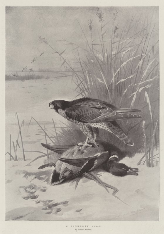Et vellykket forsøk av Archibald Thorburn