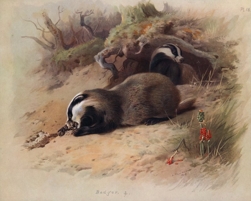 Grevling av Archibald Thorburn