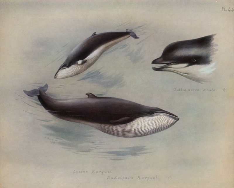 Lesser Rorqual, Rudolphis Rorqual, Flaskenesehval av Archibald Thorburn
