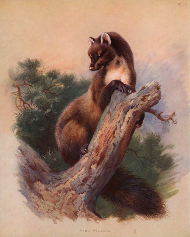 Furumår av Archibald Thorburn