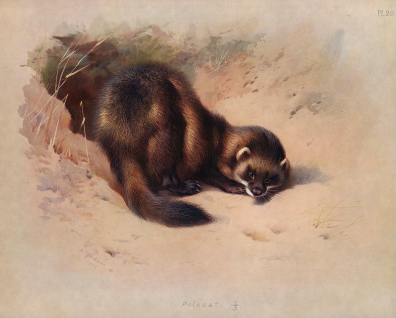 Polecat av Archibald Thorburn