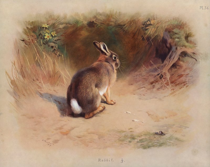 Kanin av Archibald Thorburn