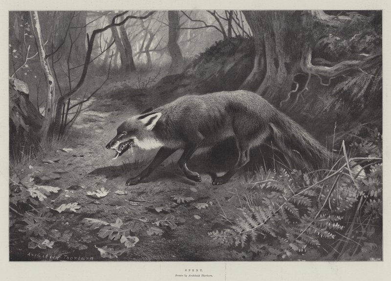 Brukt av Archibald Thorburn