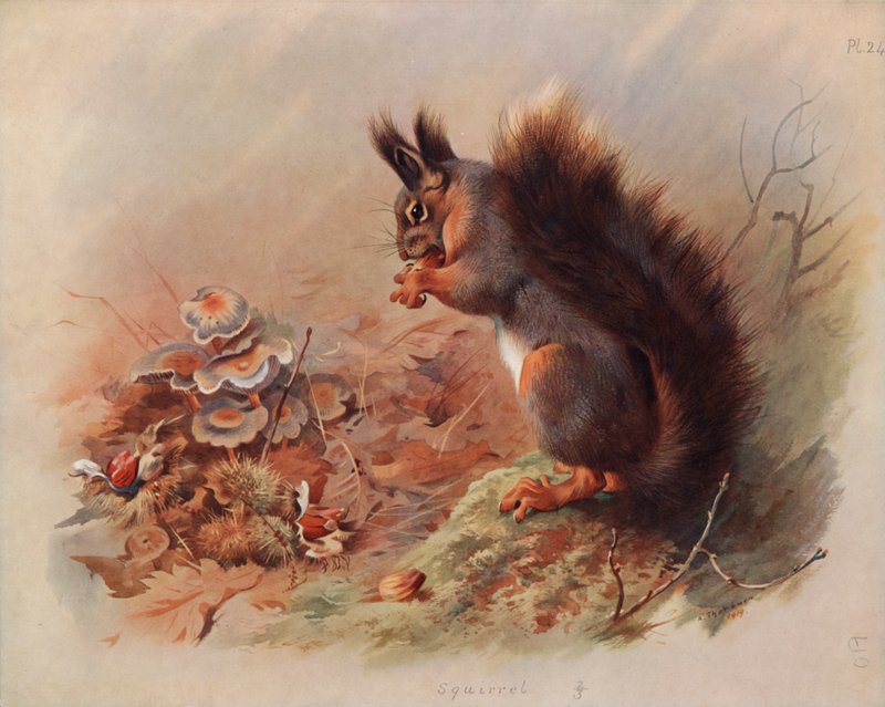 Ekorn av Archibald Thorburn