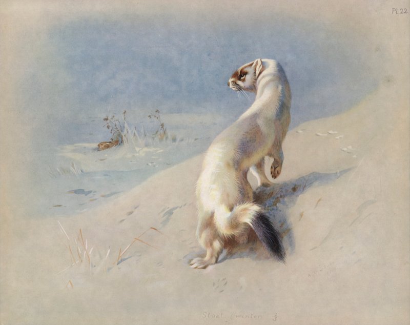 Stoat (vinter) av Archibald Thorburn