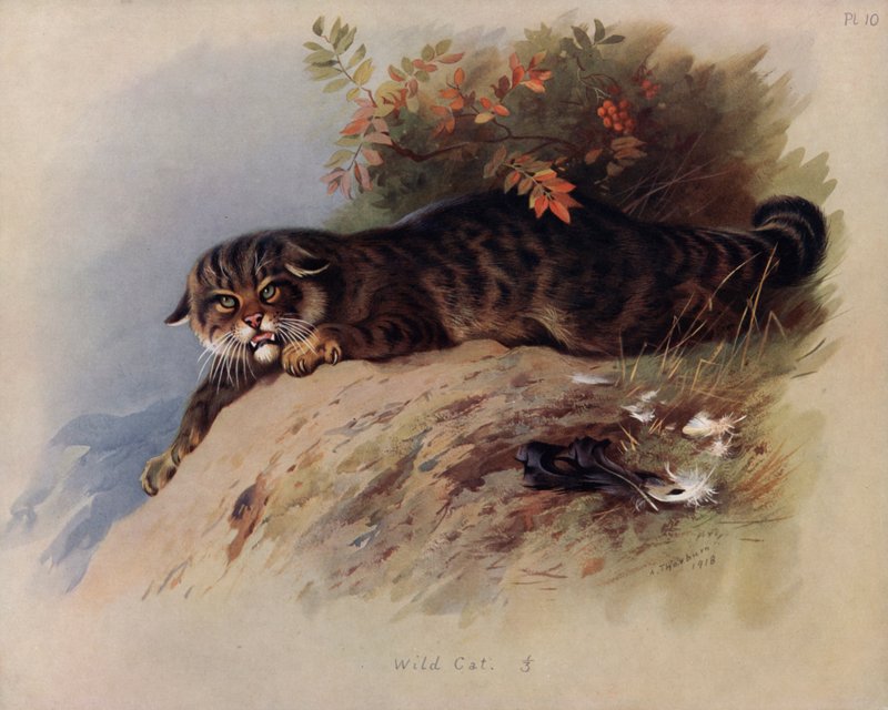 Villkatt av Archibald Thorburn