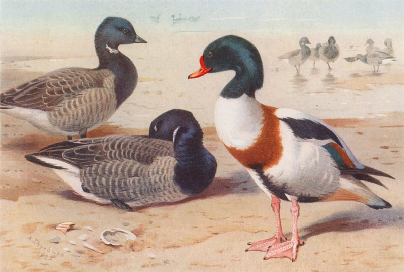  av Archibald Thorburn