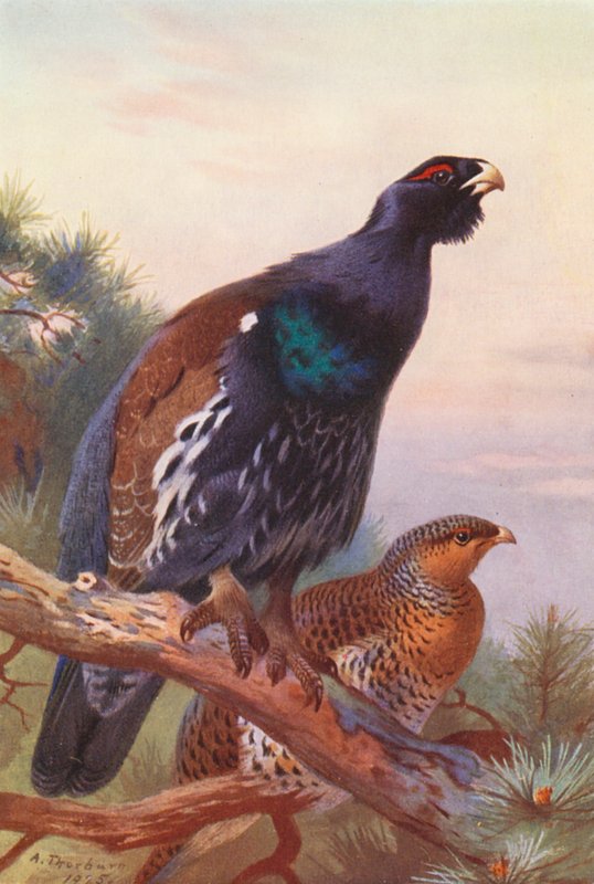  av Archibald Thorburn
