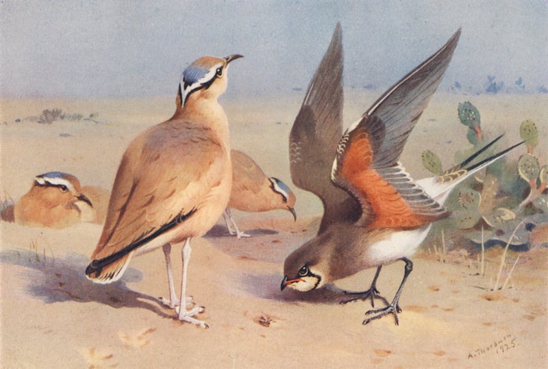 av Archibald Thorburn