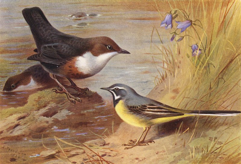  av Archibald Thorburn