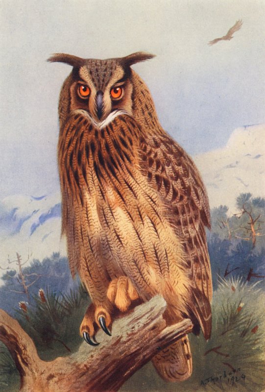 av Archibald Thorburn