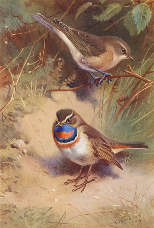  av Archibald Thorburn